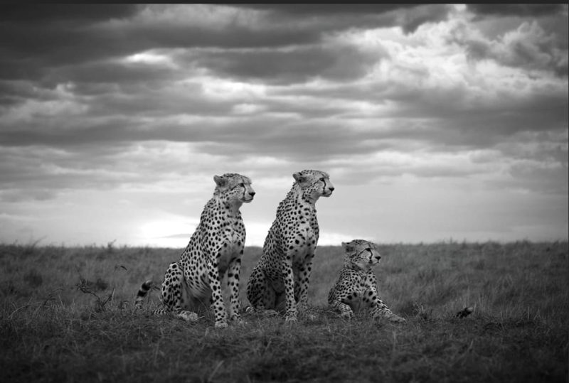 Brothers