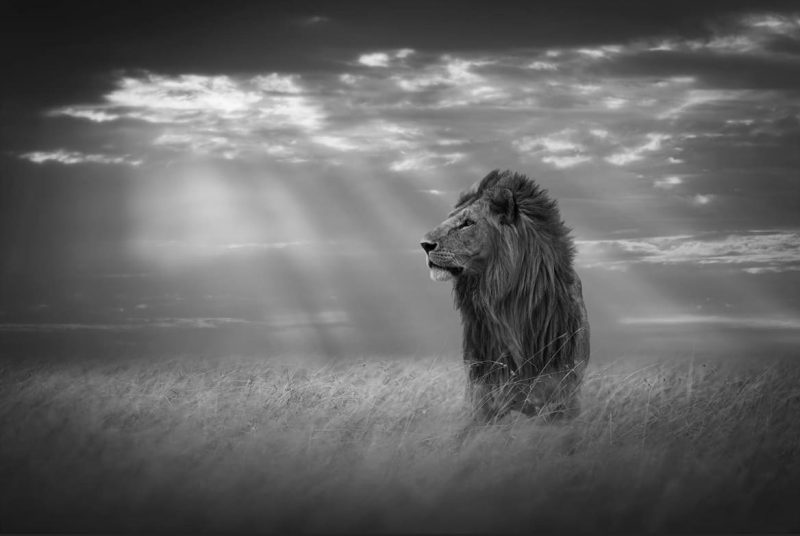 Lord of the Land