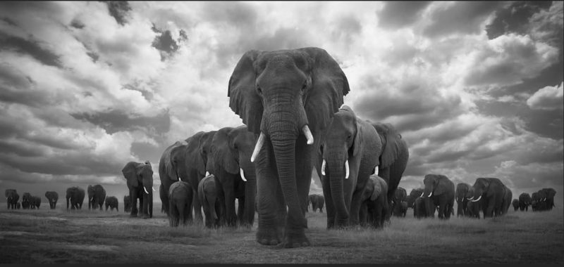 Pride of Africa 1