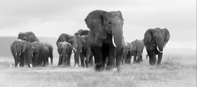 Pride of Africa 2