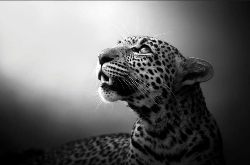 Soul of the Leopard