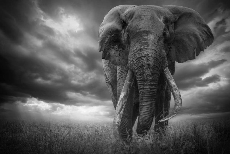 The Giant