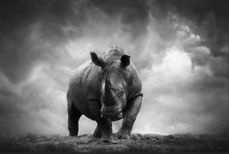 Close Encounter