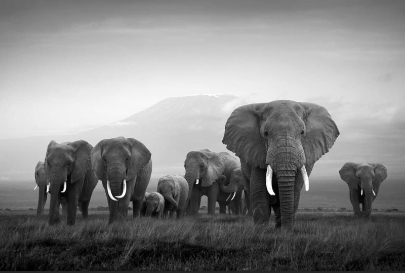 The Herd 1