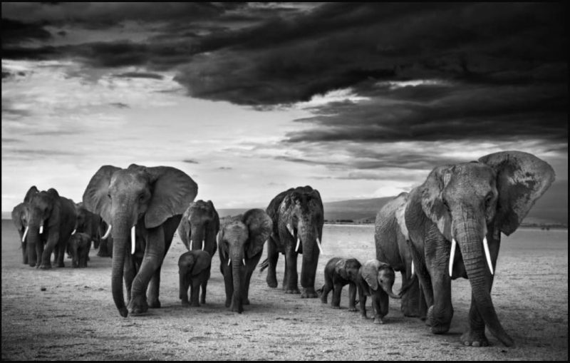 Family