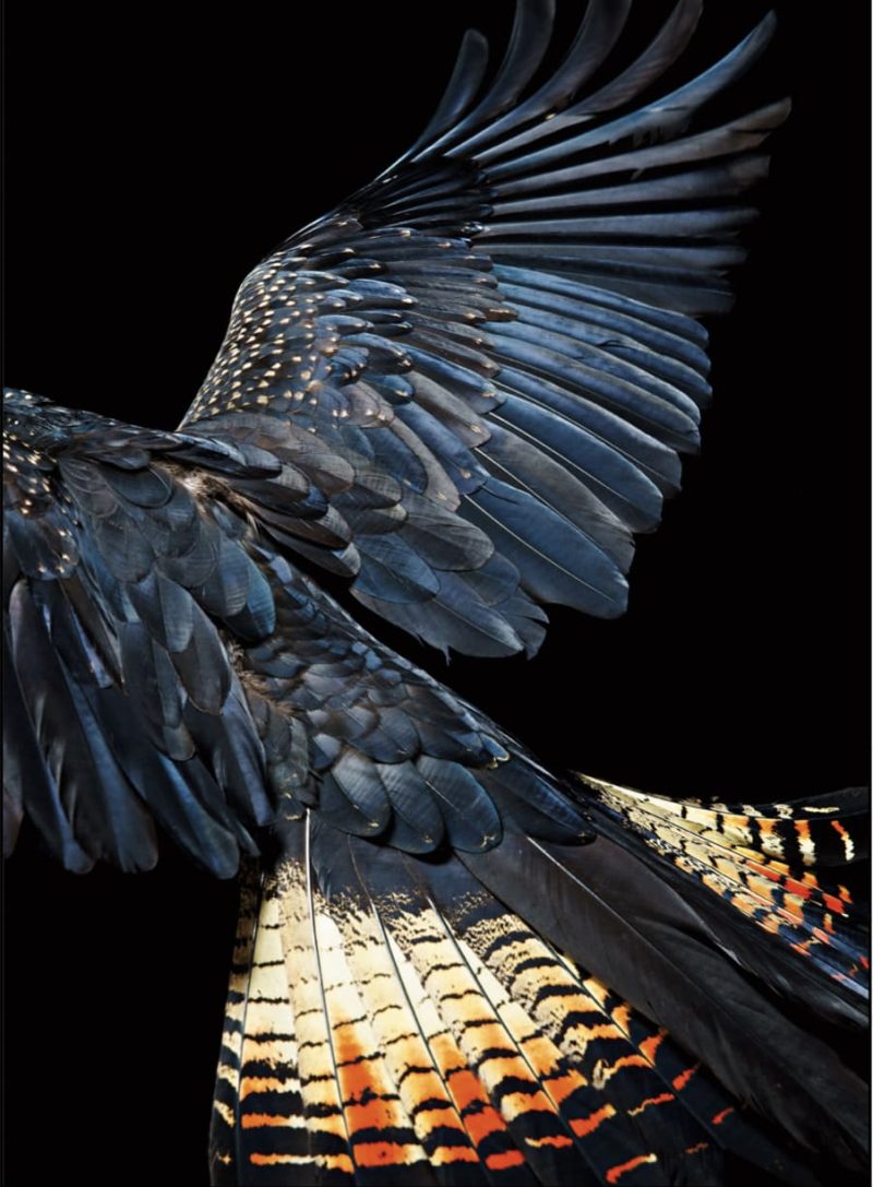 Birds Black Cockatoo Wings
