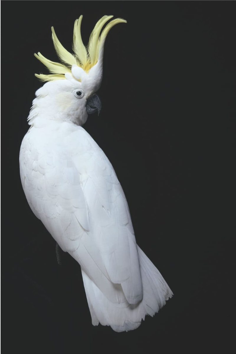 Birds Cockatoo