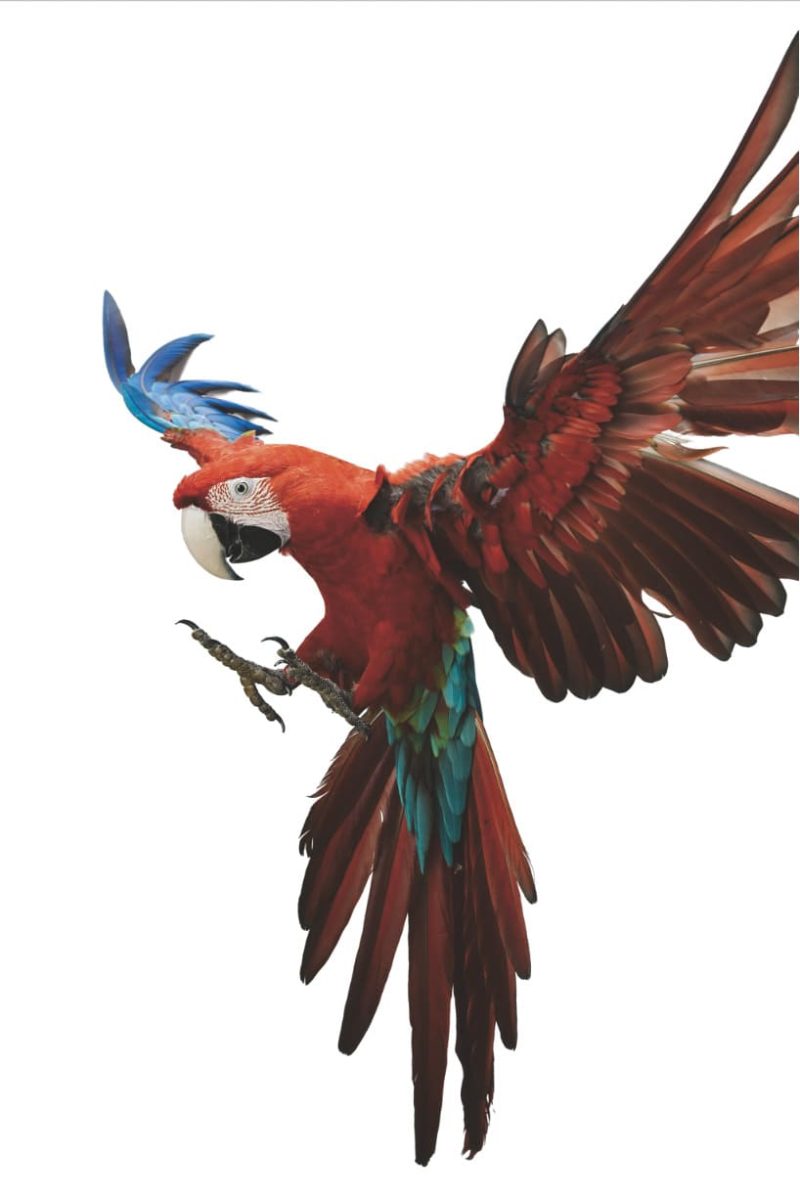 Birds  McCaw