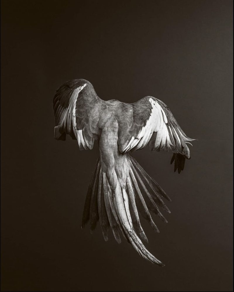 Birds Wings