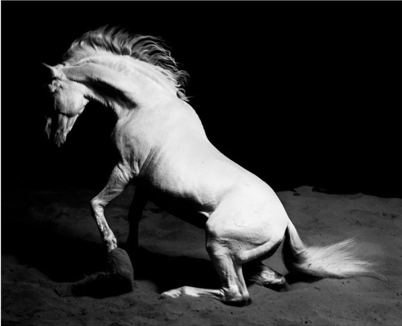 White Stallion