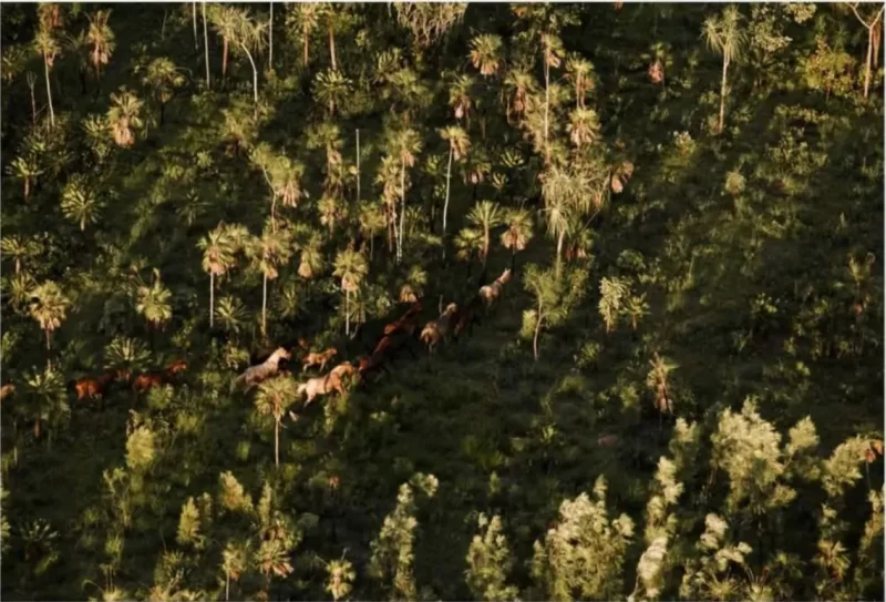 Aerial 13