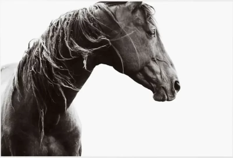 Black Beauty