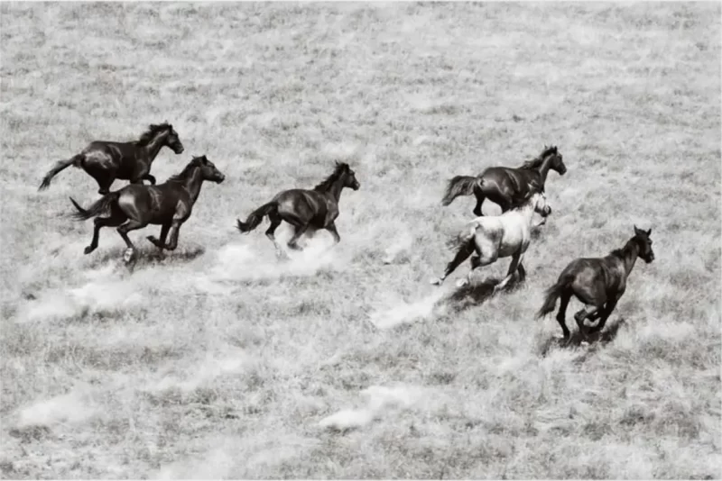 Running Free