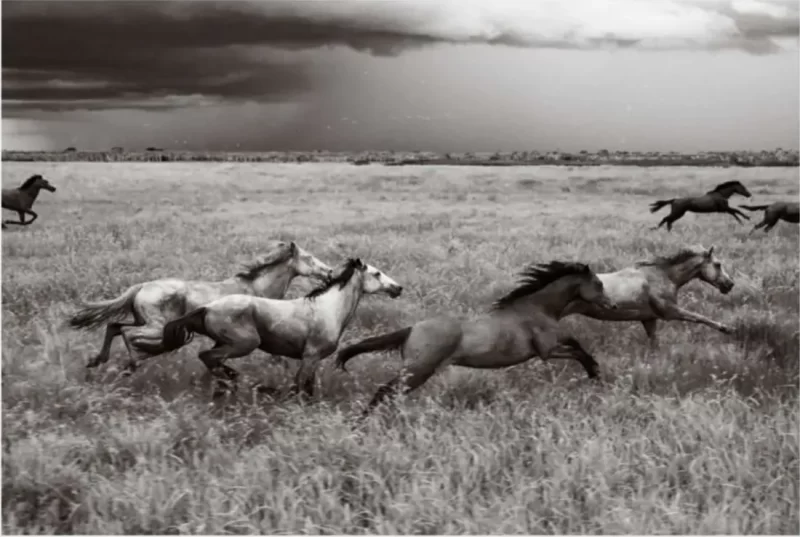 Storm Horses 2
