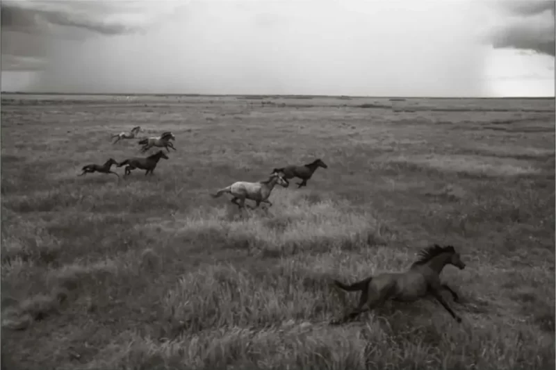 Storm Horses