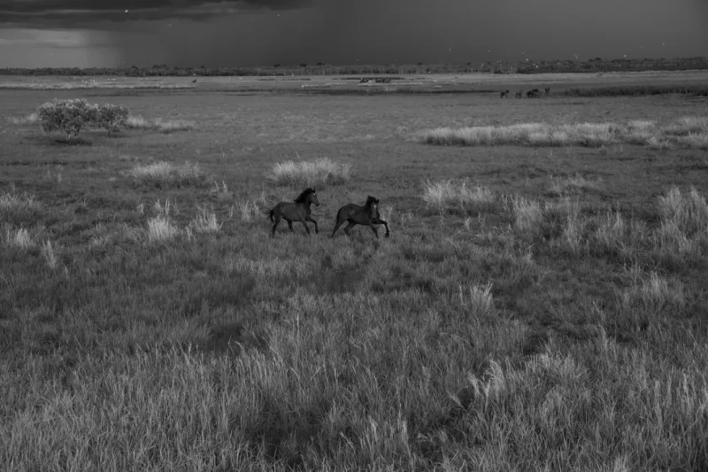 Brumby 2