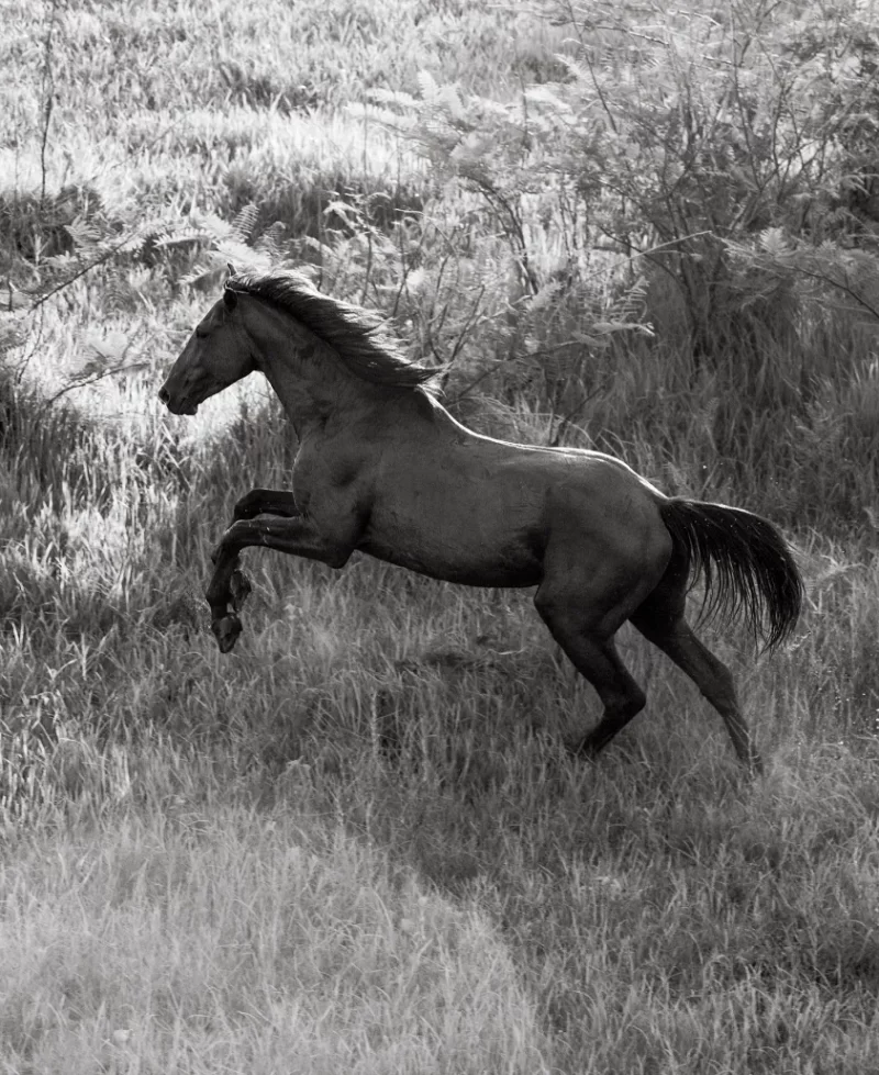 Brumby