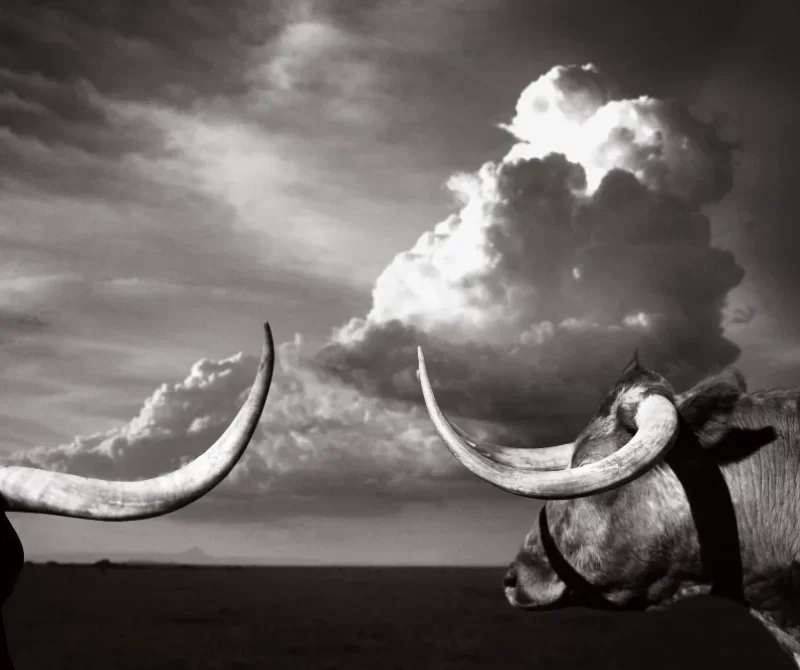 Bull Horns